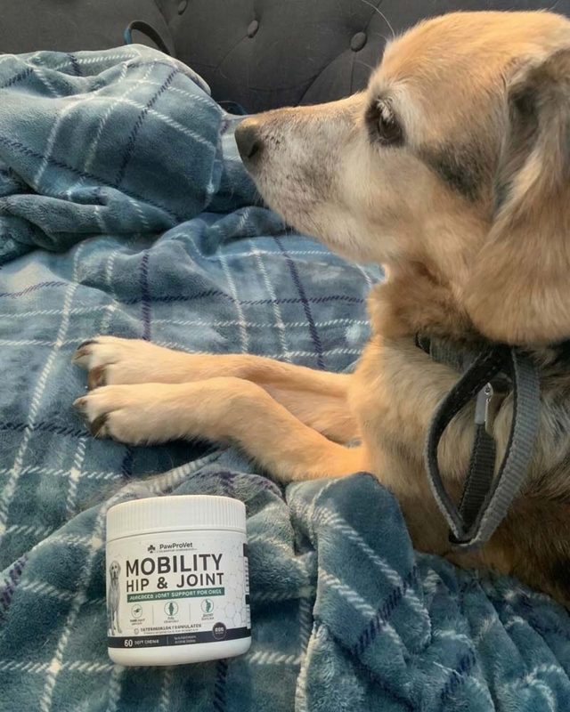 PawProVet customer photo