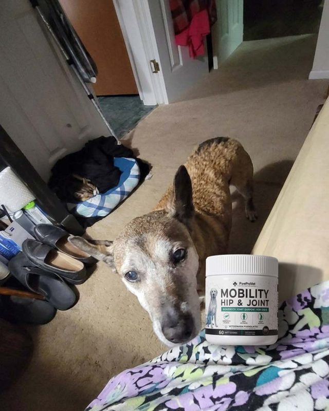 PawProVet customer photo