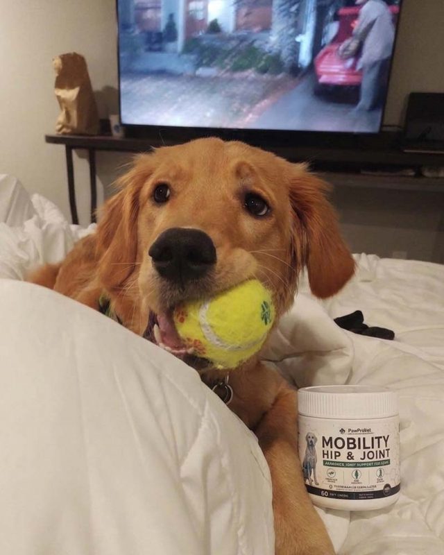 PawProVet customer photo