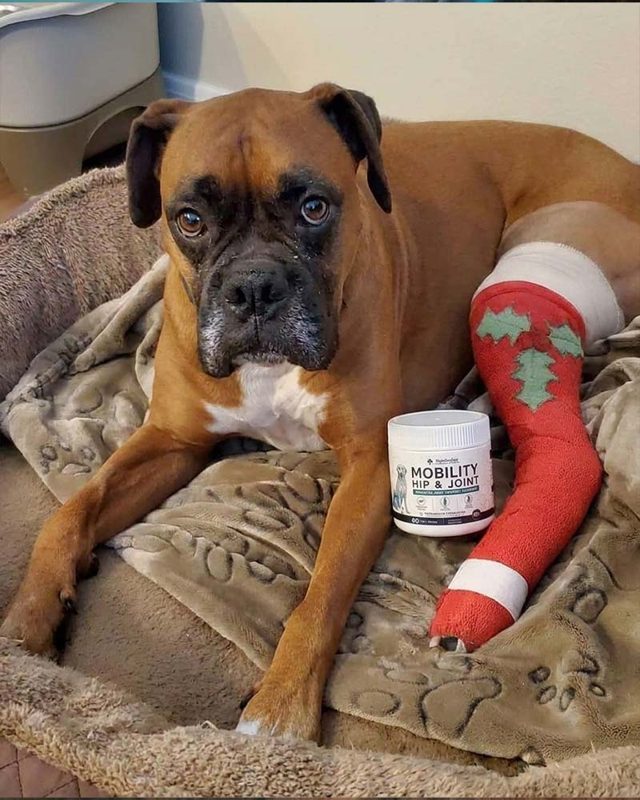 PawProVet customer photo