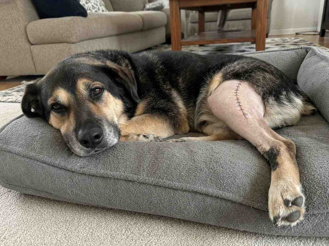 4. Only 10.9% Of Dogs Regain Normal Function