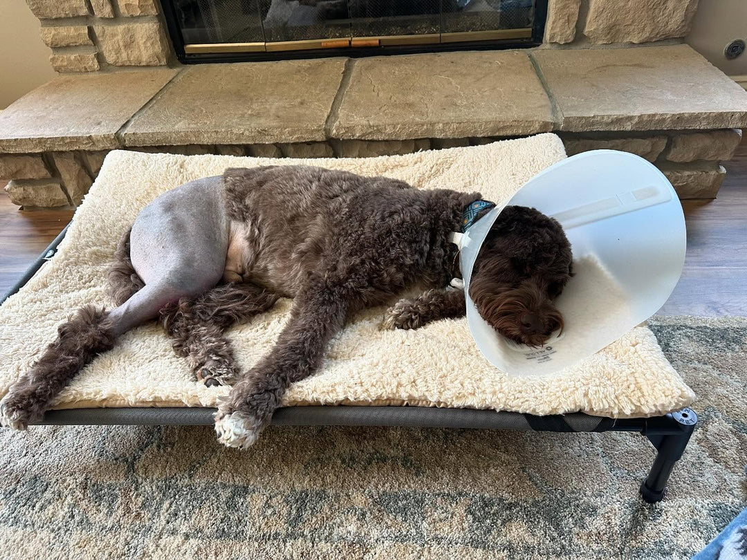 3. Surgery Often Fails to Return Dogs to Full Normal Function