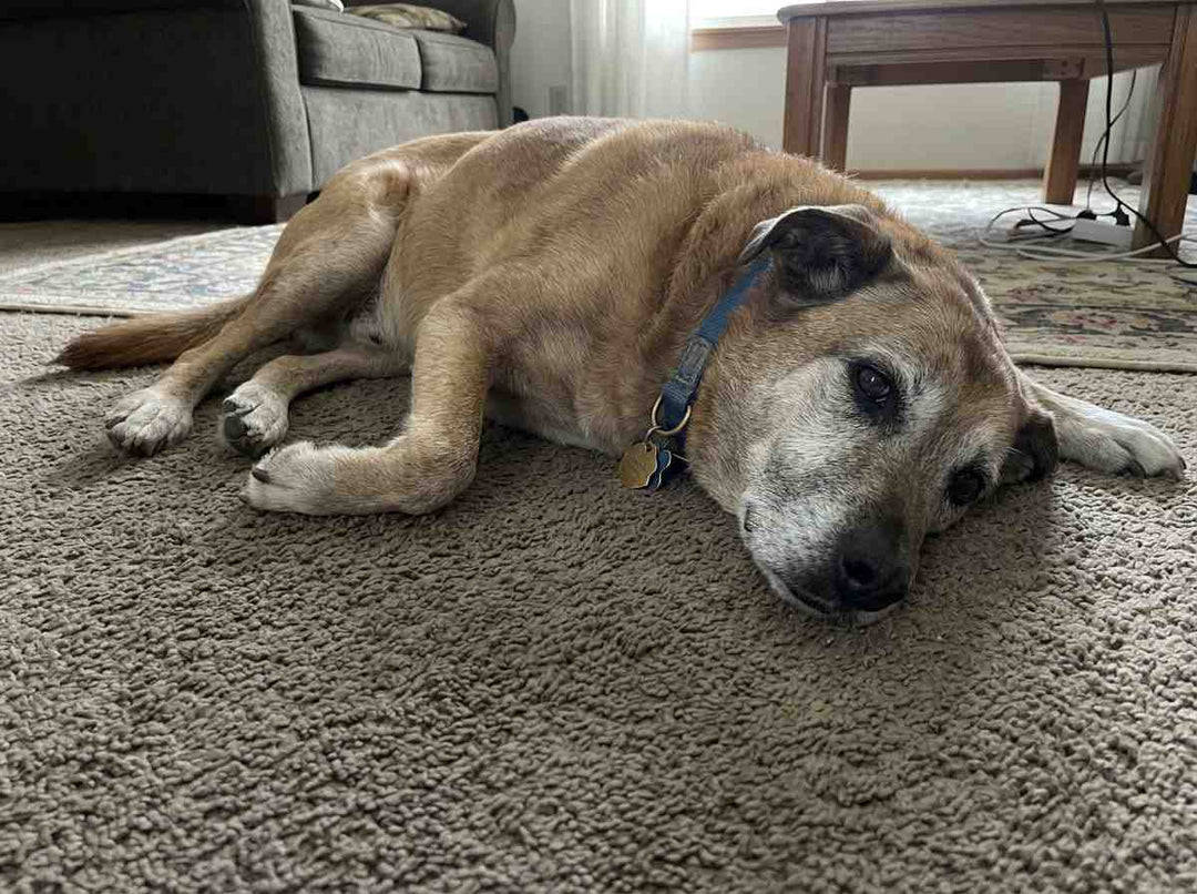 2. The Second Tear Is The One That Ends Most Dogs
