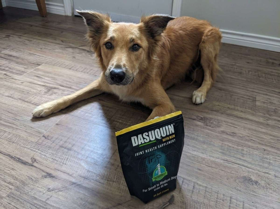 3. Dasuquin: More Ingredients, Same Missing Piece