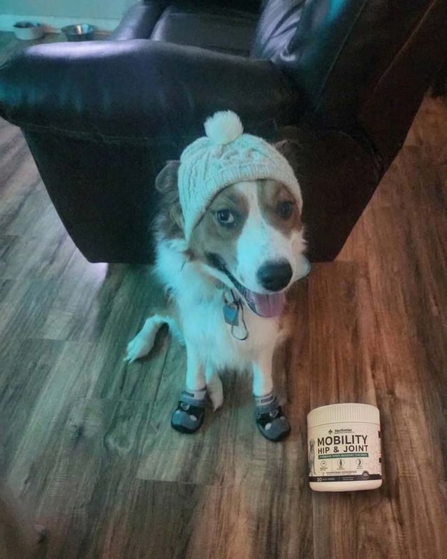 PawProVet customer photo