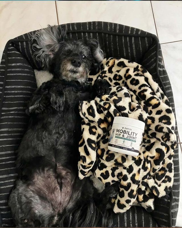 PawProVet customer photo