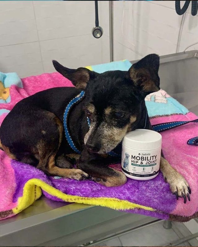 PawProVet customer photo